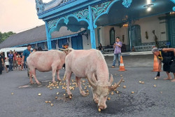 Kebo Bule Keraton Solo Geladi Kirab 1 Sura, Ada yang Ngambek