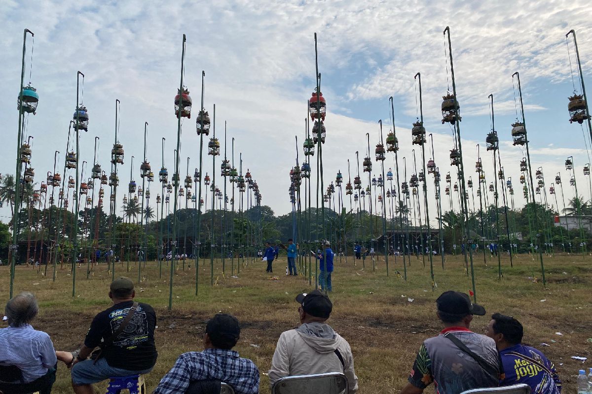 Konkurs Perkutut Piala Paku Alam X Diikuti 294 Peserta