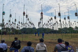 Konkurs Perkutut Piala Paku Alam X Diikuti 294 Peserta