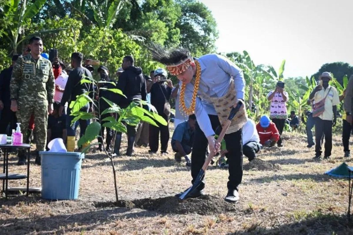 Gibran Tanam Kakao di Papua, Dorong Industri Nasional