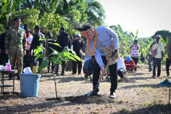 Gibran Tanam Kakao di Papua, Dorong Industri Nasional