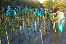 Mahasiswa UNISA Yogyakarta Tanam 1.500 Mangrove di Pantai Baros