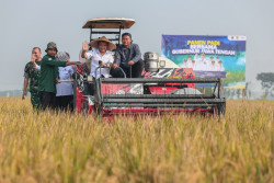 Produksi Padi Jateng Tembus 6,69 Juta Ton, Siap Hadapi Kemarau
