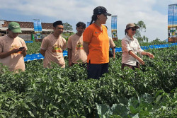 Petani Muda Magelang Andalkan Teknologi, Pertanian Kian Menjanjikan