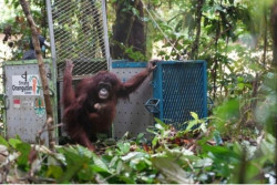 Lima Orangutan Kalimantan Dilepas ke Alam, Perkuat Populasi Liar
