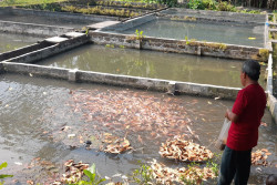 Kemarau Picu Kematian Ikan di Bantul, Pembudidaya Tetap Tenang