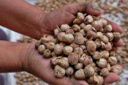 China Borong Rempah RI, Kapulaga Tembus 3.600 Ton