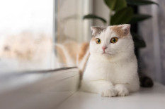 Studi: Kucing Lebih Sehat Jika Punya Akses Luar
