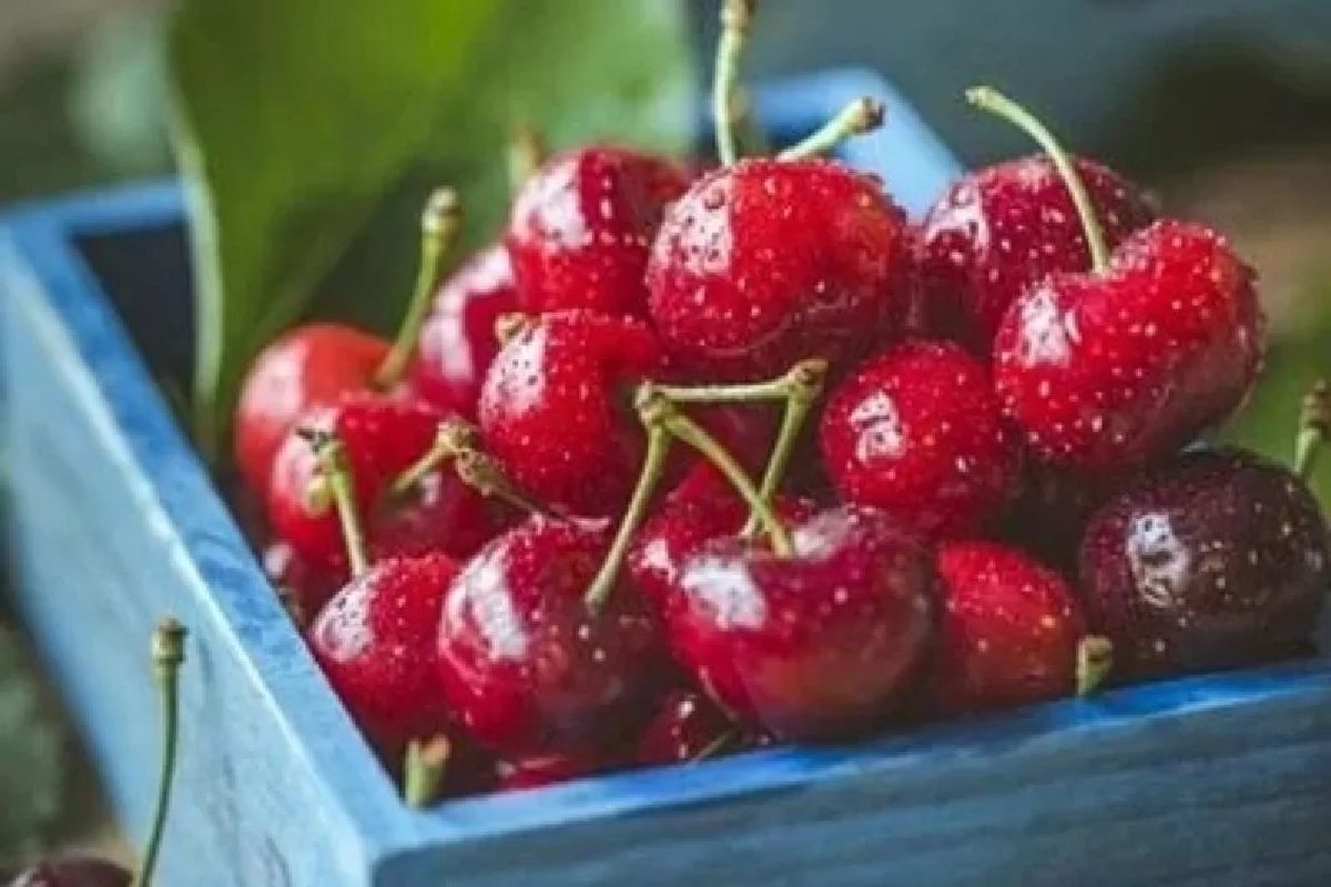 Buah Ternyata Ceri Aman untuk Diabetes, Ini Penjelasan Ahli