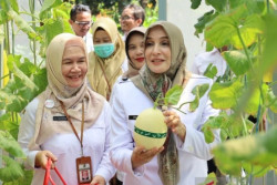 Pemkot Pekalongan Ajak Anak Muda Budidaya Melon Premium