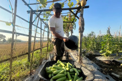 Harga Mentimun Naik Dua Kali Lipat, Petani Wonogiri Untung Besar