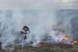 Kebakaran Lahan Berisiko Picu Monyet Masuk Permukiman Warga
