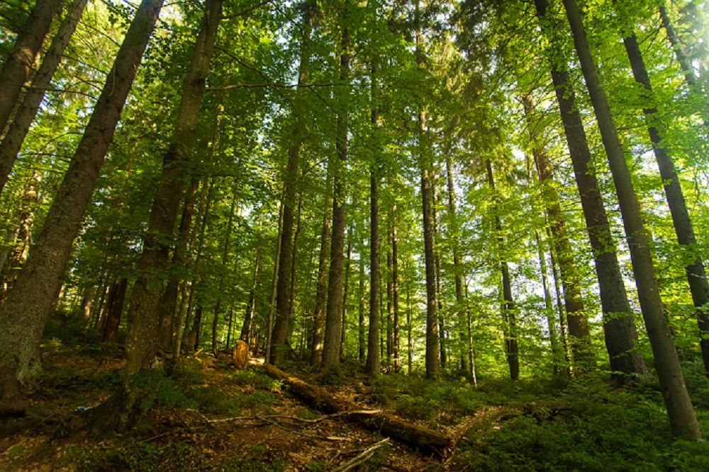 Evaluasi Penertiban Kawasan Hutan Terus Bergulir, Hasil Lapangan Jadi