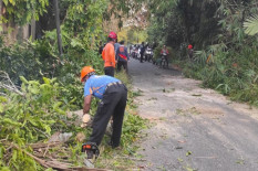 Pemotor Tertimpa Pohon Tumbang di Turi, Dirawat di RSUD Sleman