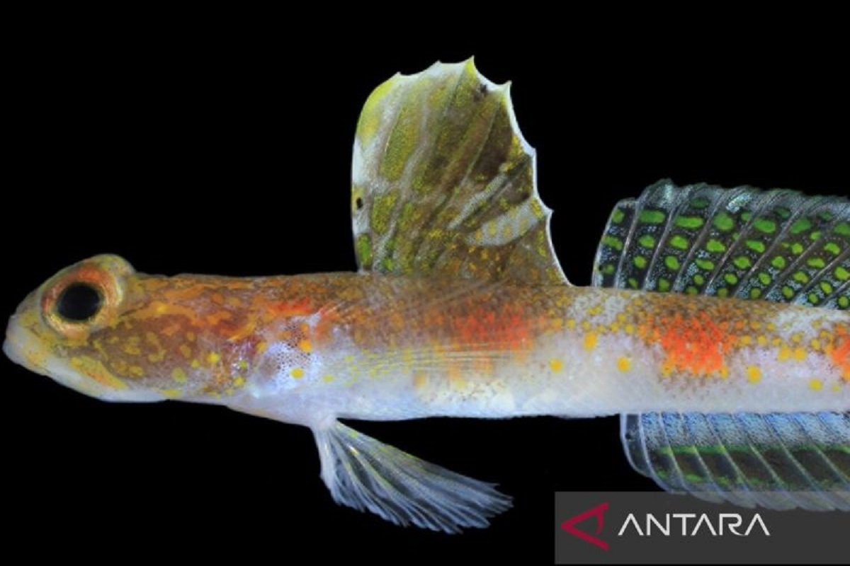 Ikan Baru Berwarna Jingga Ditemukan di Banyuwangi