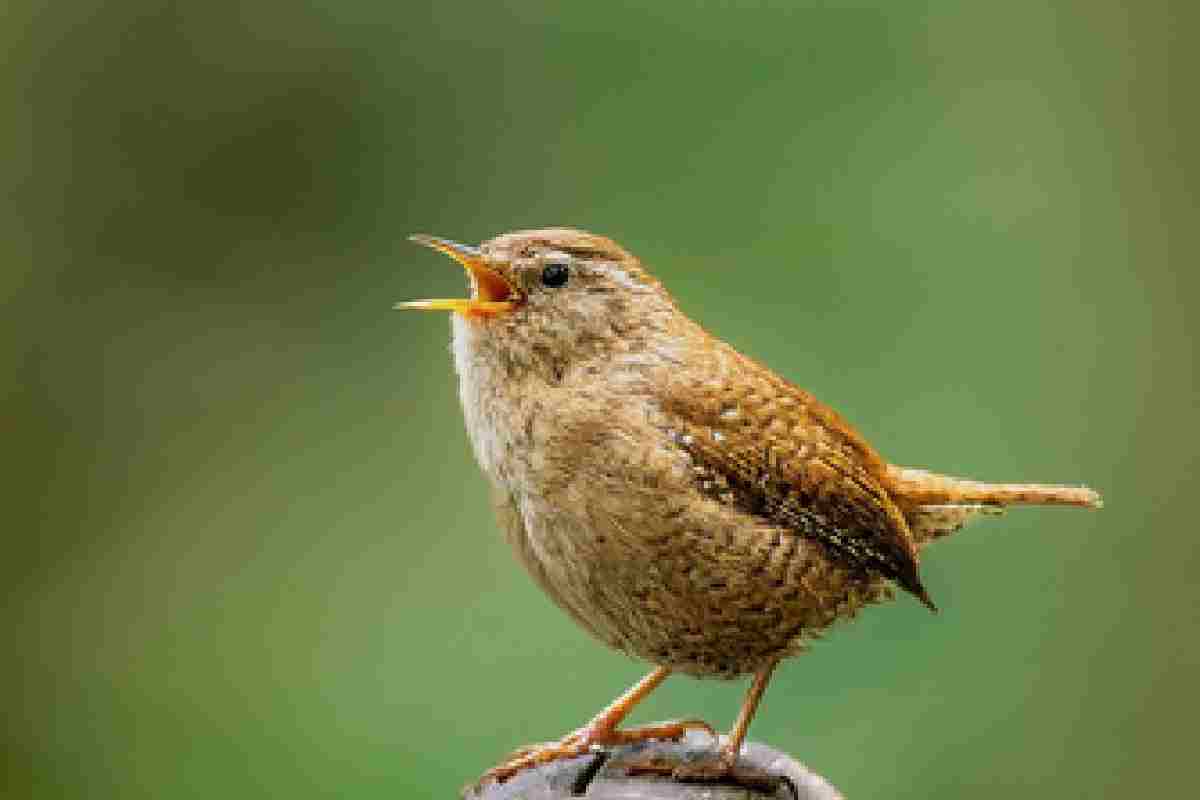 Cuma 10 Menit Dengar Kicauan Burung, Stres Hilang Pikiran Segar