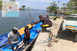 Kemenhut Tanam 900 Bibit Mangrove untuk Pulihkan Pesisir Raja Ampat