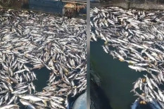 Fenomena Upwelling di Waduk Kedung Ombo Tewaskan 10 Ton Ikan