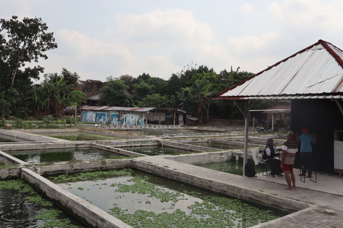 Cuaca Ekstrem Serang Kolam Gurame Sleman, Tebar Benih Diminta Ditunda