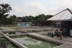 Cuaca Ekstrem Serang Kolam Gurame Sleman, Tebar Benih Diminta Ditunda