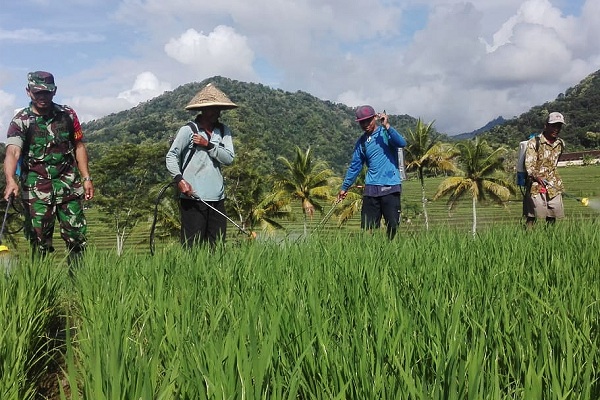 Irigasi Kalibawang Rusak, 30 Hektare Lahan Pertanian Temon Kering