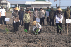 BMH dan Baitul Wakaf Tanam Pisang Cavendish di Sleman, Perkuat Ekonomi