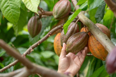 El Nino dan Cuaca Buruk Dorong Harga Referensi Biji Kakao Melonjak