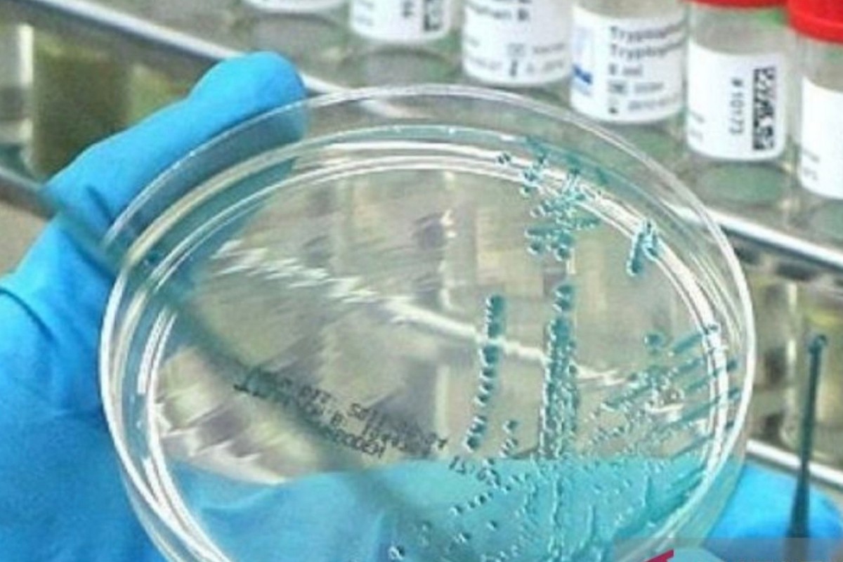 Australia Catat Kematian Massal Satwa Liar Akibat Flu Burung H5