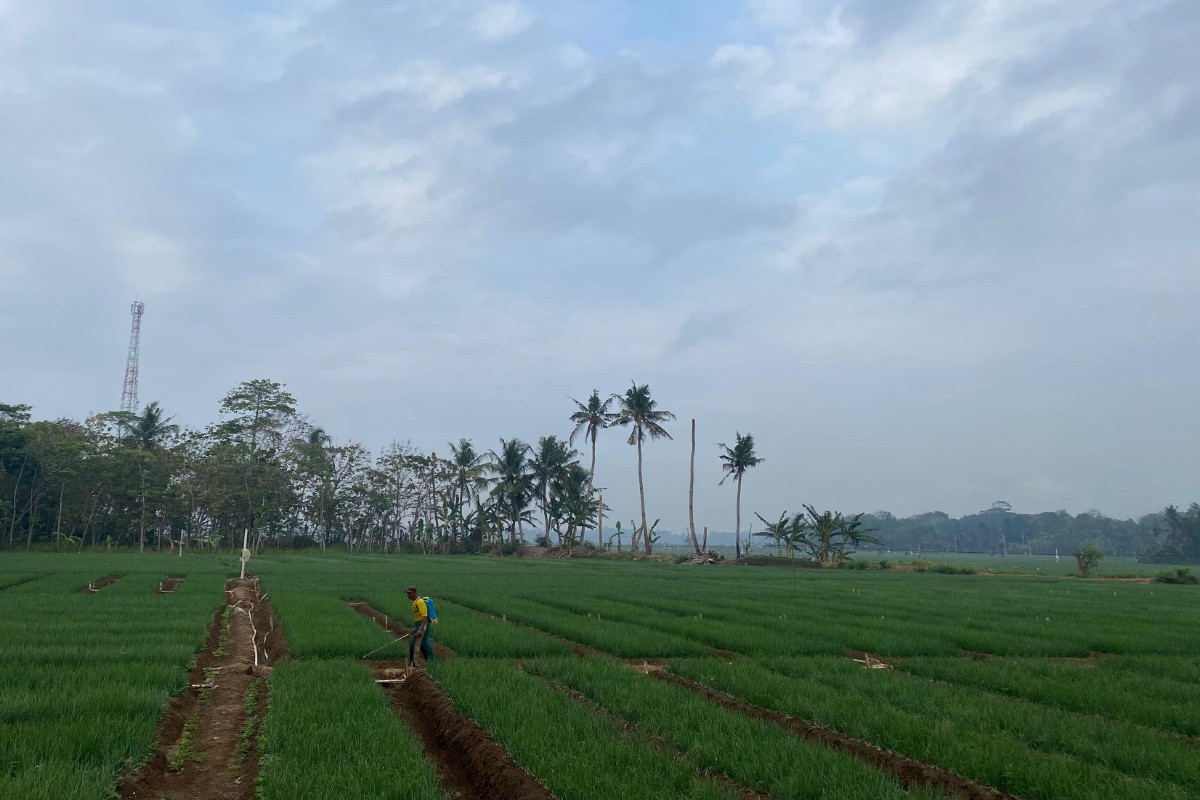 Bantul Bidik Surplus Beras 100.000 Ton, Luas Tanam Naik 35.000 Hektare