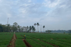 Bantul Bidik Surplus Beras 100.000 Ton, Luas Tanam Naik 35.000 Hektare