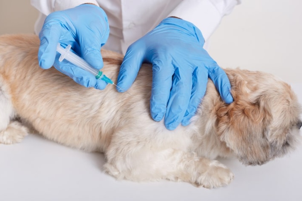 DIY Larang Perdagangan Anjing hingga Kelelawar untuk Pangan