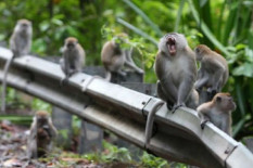 Serangan Monyet Bikin Resah Petani Tanjungsari Gunungkidul