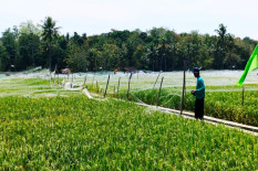 Lahan Pertanian DIY Susut 150-200 Ha per Tahun, Dewan Beri Peringatan