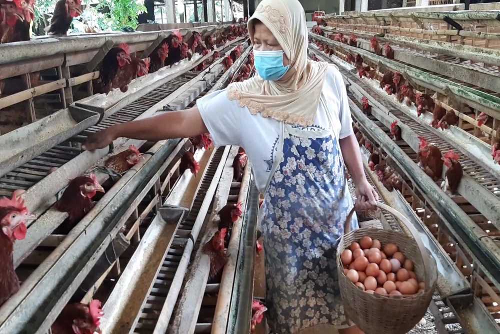 Harga Telur Anjlok, Peternak Jogja Bagikan Ribuan Ayam di Malioboro