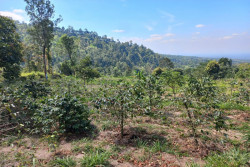 Kopi Sapuangin Klaten Diburu, Pesanan Tembus 10 Ton