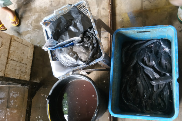 Produksi Perikanan Gunungkidul 7.119 Ton, Lele Jadi Andalan