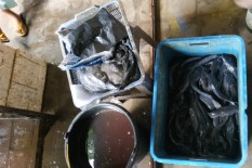 Produksi Perikanan Gunungkidul 7.119 Ton, Lele Jadi Andalan