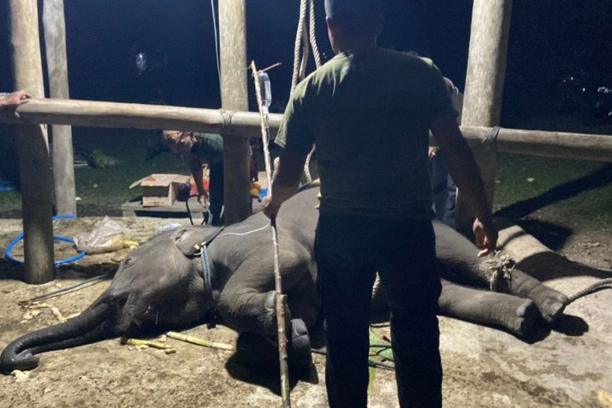 Anak Gajah Yuna Mati Diduga Terinfeksi Virus EEHV di Aceh