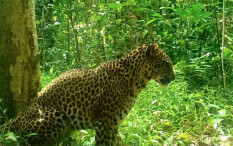 Musim Kemarau, BKSDA Jateng Terima 3 Laporan Kemunculan Macan
