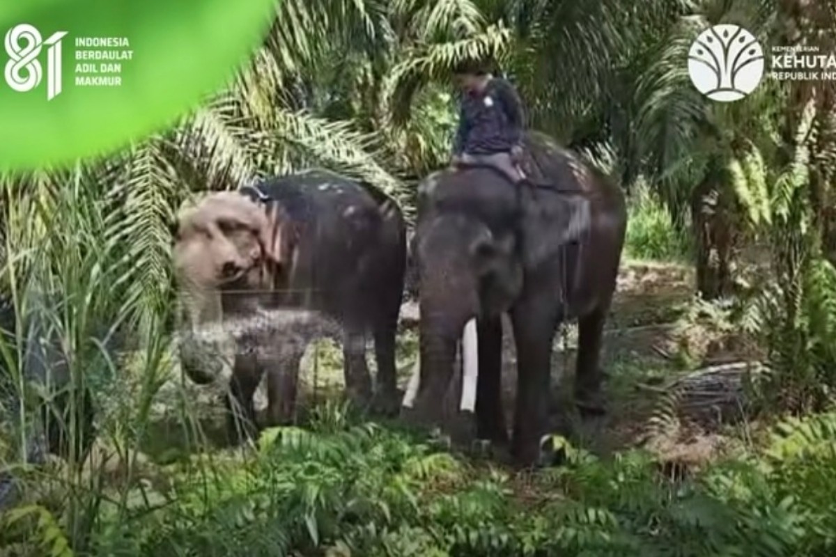 Viral Pemindahan Gajah Deo dan Sinta dari Jogja ke Kalimantan
