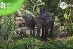 Viral Pemindahan Gajah Deo dan Sinta dari Jogja ke Kalimantan