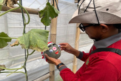 Kreatif, 10 Petani Muda Rejo Farm Hias 300 Melon Agustusan