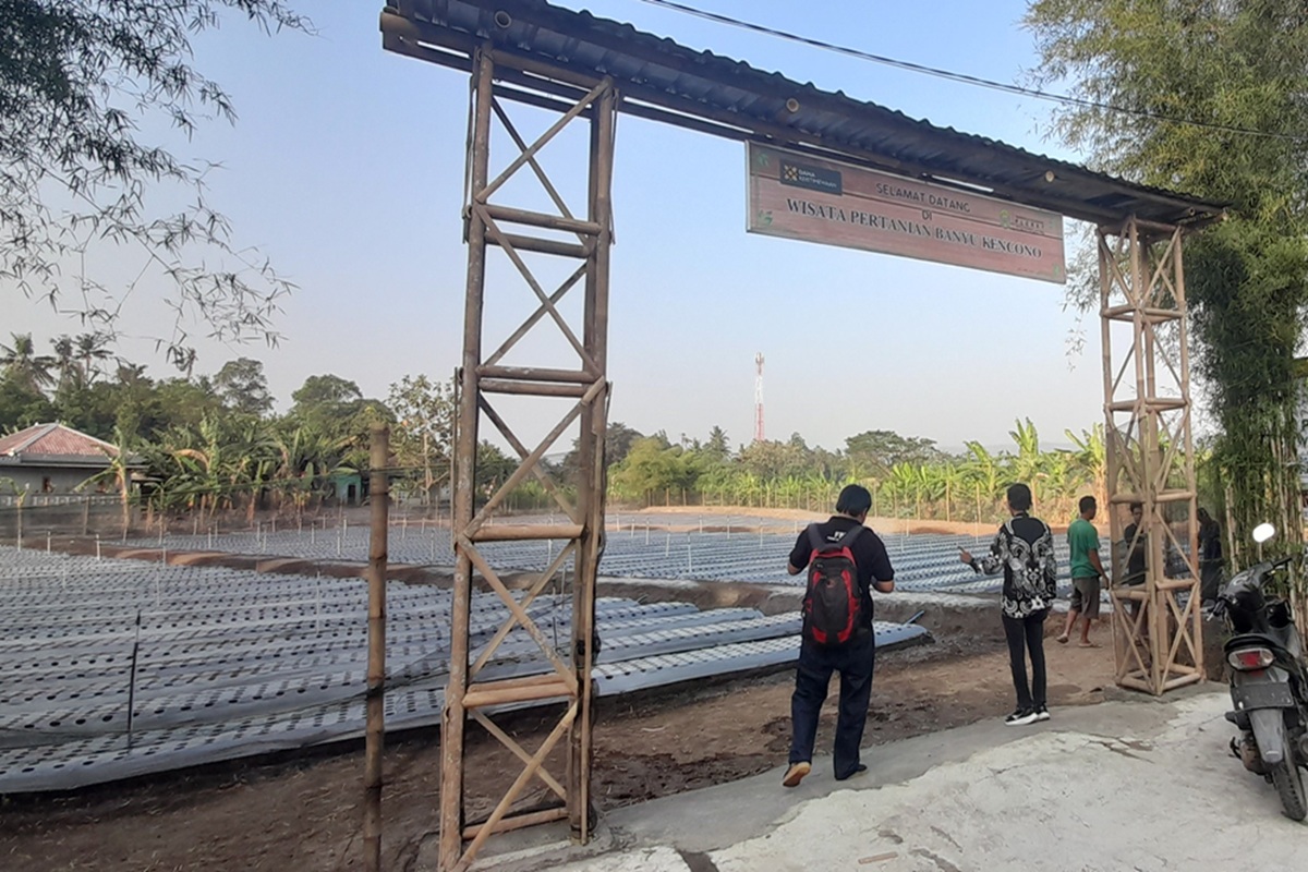 Dari TKD Mangkrak, Pleret Kembangkan Pertanian Berbasis IoT dan AI