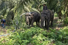 Tempuh Perjalanan 5 Hari, Dua Gajah Gembira Loka Tiba di Kalimantan