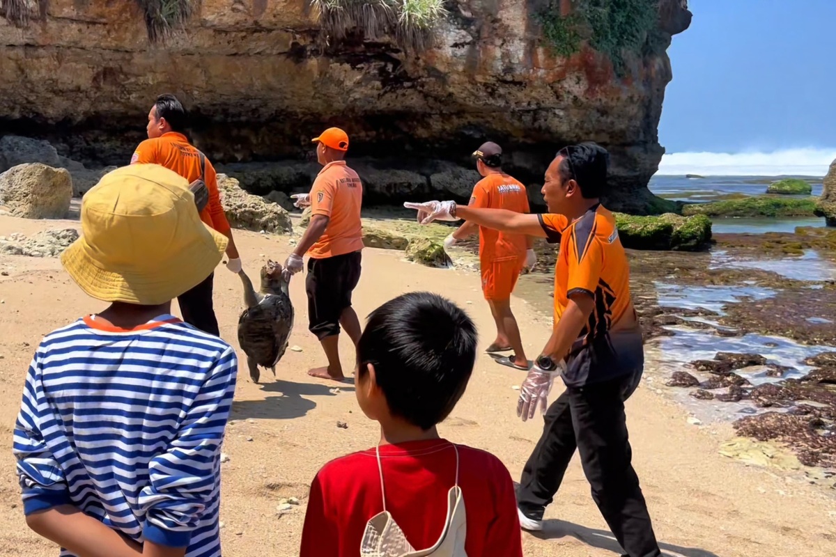 2 Penyu Mati di Gunungkidul, Satlinmas Ungkap Kondisinya
