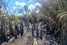 Kebun Salak di Sleman Terbakar, Diduga Dipicu Puntung Rokok