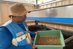 Maggot Masayu di Bantul Ubah Sisa Dapur Jadi Kas Warga