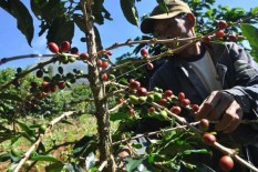 Kopi Magelang Raih Skor di Atas 83, Kualitas Dinilai Menjanjikan