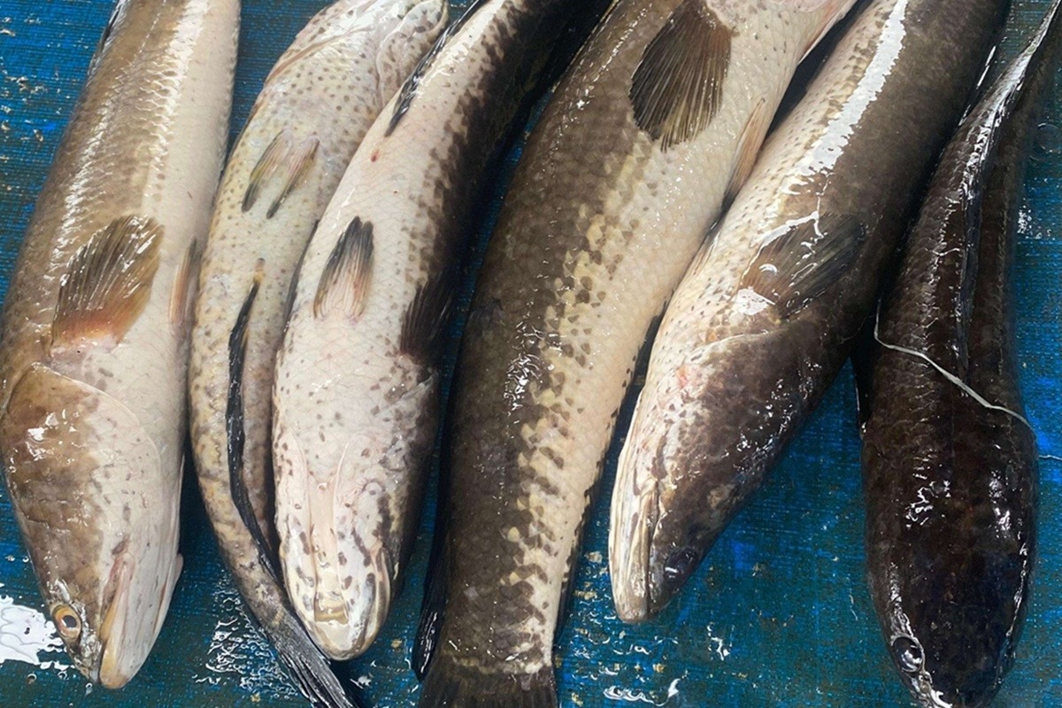 Kemarau Kulonprogo Bikin Ikan Gabus Langka, Pengepul Kelimpungan