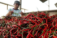 Harga Cabai Bantul Terjun Bebas, Petani Cuma Bisa Impas
